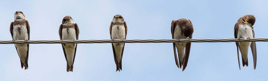 Swallows on a wire Swallows on a wire